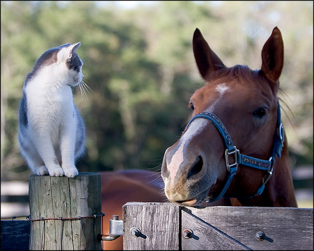 "My, what big ears you have!"