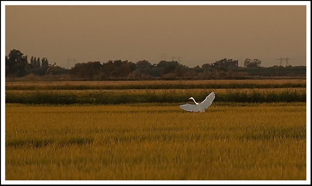 Rice Field Morning