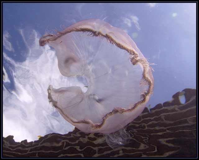 Flight of the Jellyfish