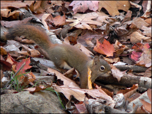 Hiding in the leaves