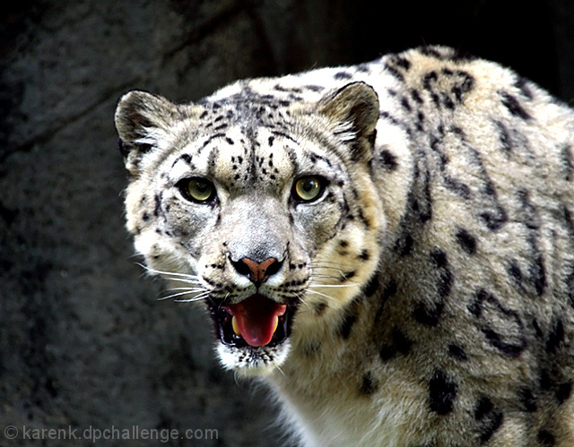 Snow Leopard