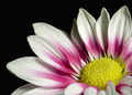 Chrysanthemum