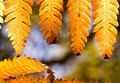 Australian Tree Fern (In Decay)