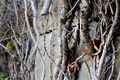 Dying on the vine