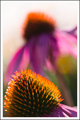 Cone Flower