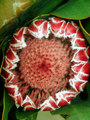 Unknown flower