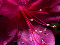 Shades of Purple