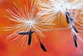 Dandelion Farewell