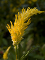 Golden Celosia