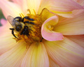Without the pollinator there would be no plant life