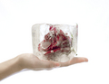 Cold Rose