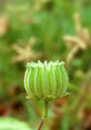 King's Crown