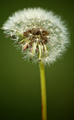 Clock of Taraxacum Officinale