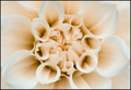 White Dahlia