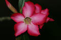 Desert Rose