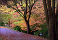 Japanese collection, Durham Botanic Gardens