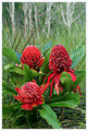 Waratah