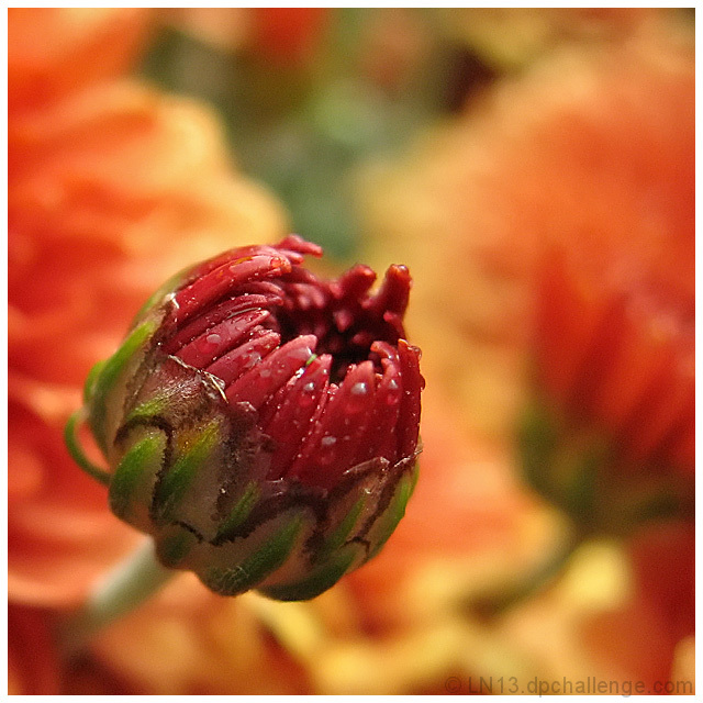 Mums the Word