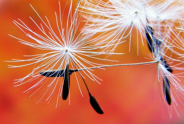 Dandelion Farewell