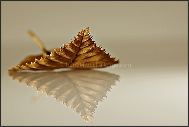 Dry old leaf