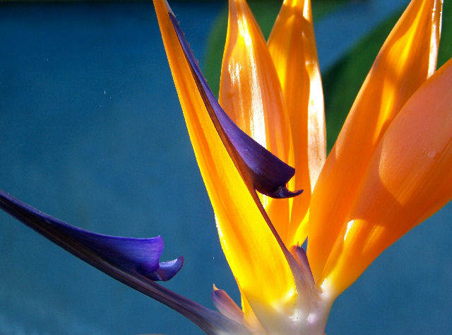 Nature's Royalty