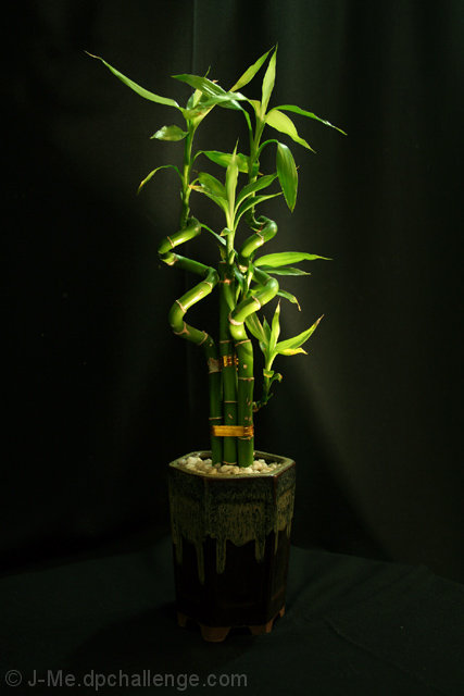 Blessed  Flora