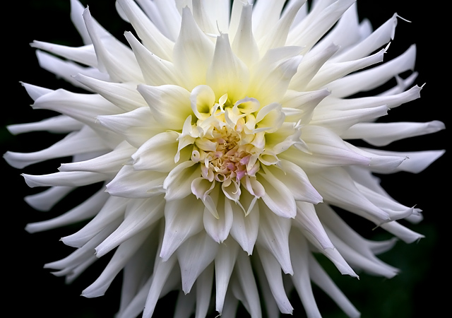 Delicate light