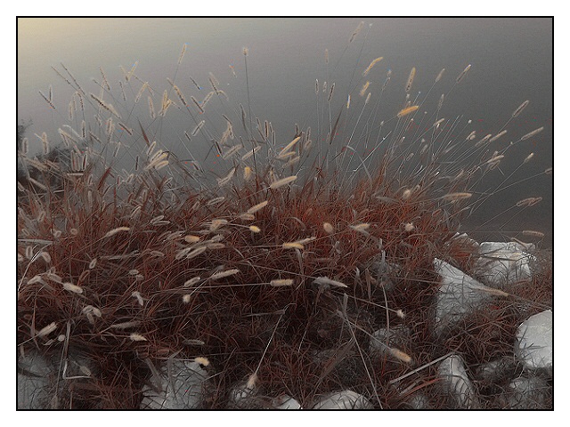 Lakeside Flora