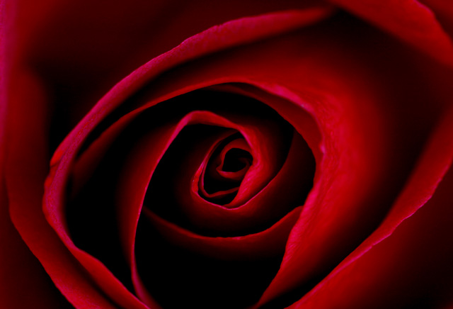 Red Rose