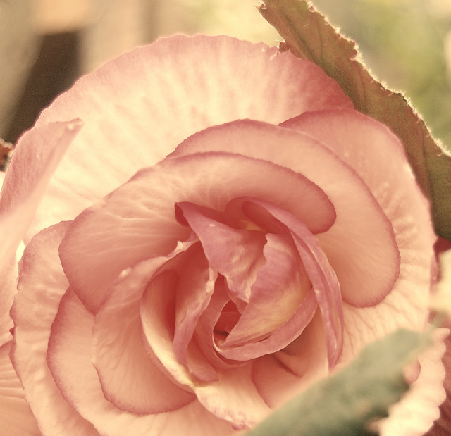 tuberous begonia