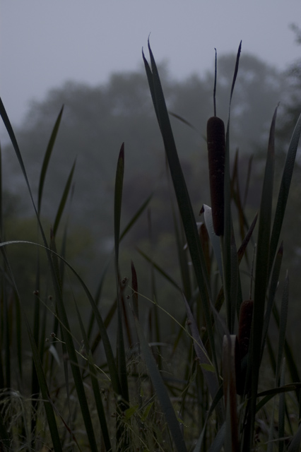 Cattails on a  Foggy Morning