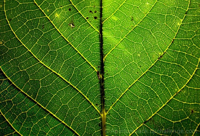 The Patterns Of Nature