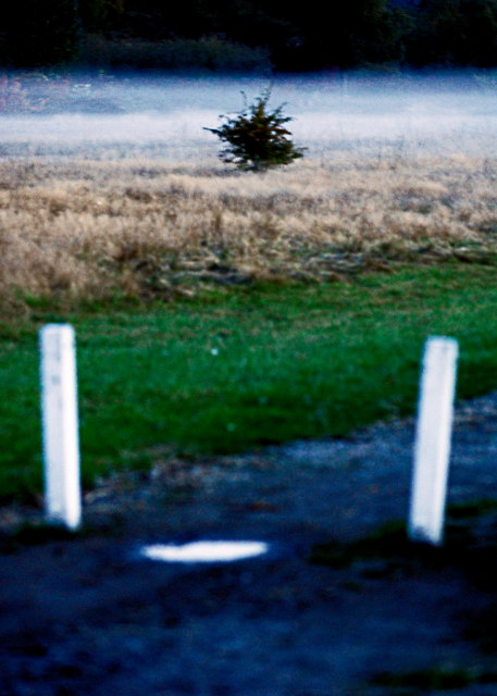 Stubby Tree in Fog at Twilight