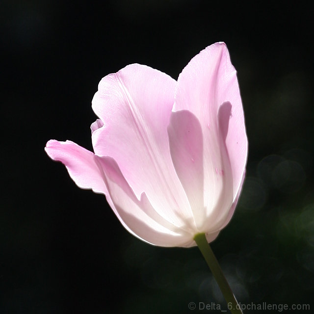 The Tulip Lantern