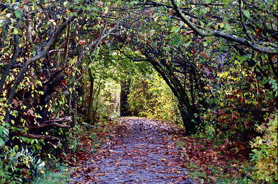 Enchanting Autumn Trail