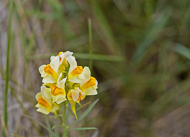 EGGcellent Flowers