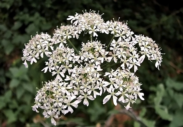 Floral Firework