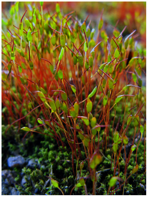 Polytrichum commune