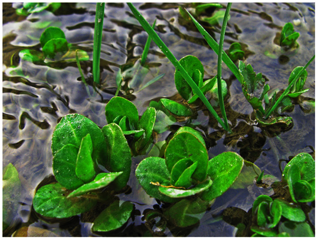 Water plants