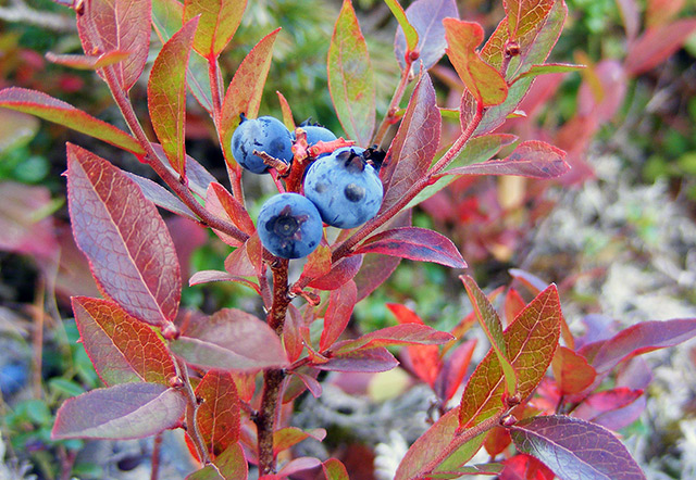 Blue Berries