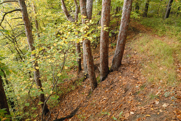 Forest Understory in Autumn Light