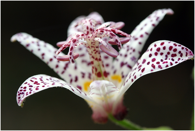 Toad Lily