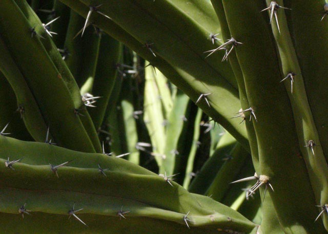 Desert Flora