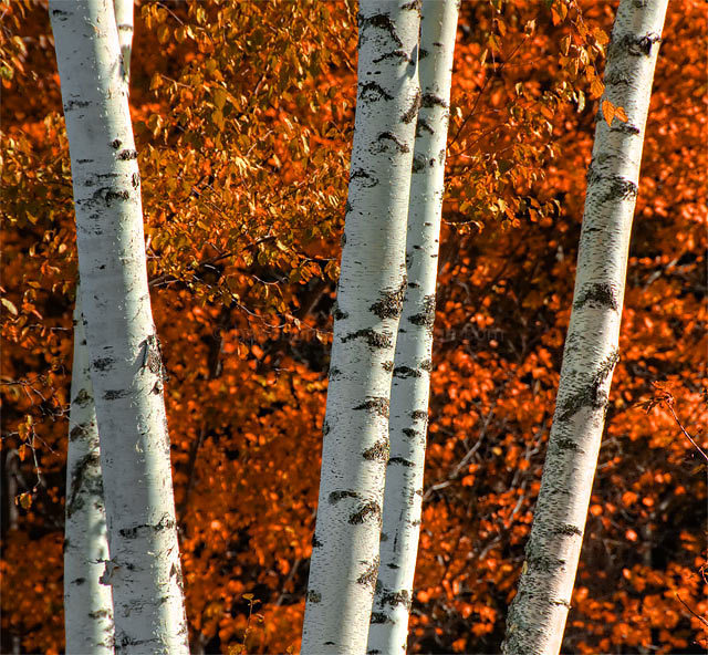 Fall Fireworks