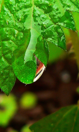 Drop