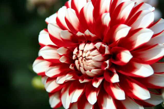 Dahlia