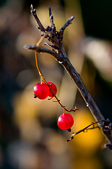 Fruits of Fall