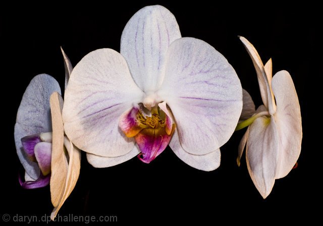 Phalaenopsis