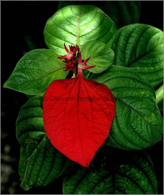 Lone Red Imitates Leaf