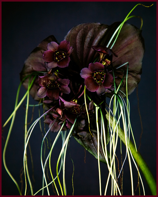 Tacca Aameyri